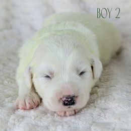 Green Collar - White male Great Pyrenees puppy in Yakima, Washington from Naches Heights Ranch
