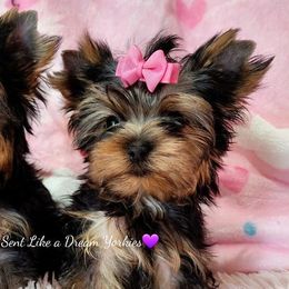 Yorkshire Terriers from Heavenly Sent Like a Dream Yorkies