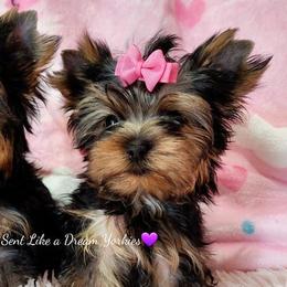 Yorkshire Terriers from Heavenly Sent Like a Dream Yorkies