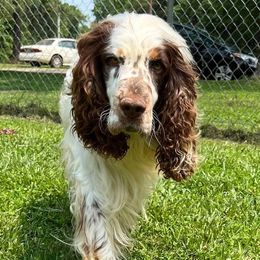 Lennox - English Springer Spaniel
