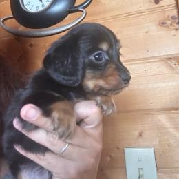 Capone - Black and tan male Dachshund puppy in Cheyenne, Wyoming from Great Basin Hounds