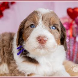 Cariad - Merle female Bernedoodle puppy in Connersville, Indiana from Deaz Doodle Ranch