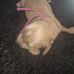 Akc Cream girl 2 - Cream female Dachshund puppy in Madisonville, Tennessee from LaRose Farm & Kennels