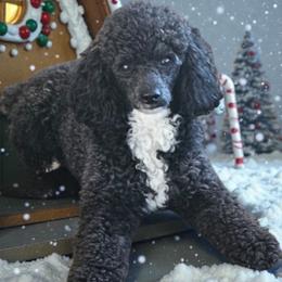 Cash - Poodle