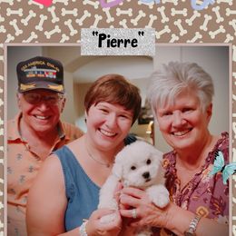 Bichon Frise Puppies from The Blessed Bichons