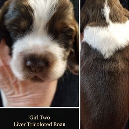 Girl 2 Lou - Liver white and tan female English Springer Spaniel puppy in Silverdale, Washington from TimberVale Springers