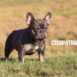 Cleopatra - French Bulldog