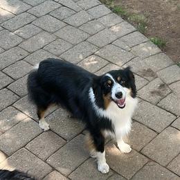 Miniature American Shepherd All Grown Up from Greenwood Acres Kennel