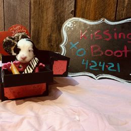 Bernese Mountain Dog Puppies from Stone Hill Farm