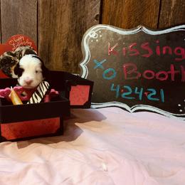 Bernese Mountain Dog Puppies from Stone Hill Farm