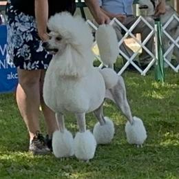 Rae - Poodle