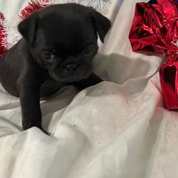 Olive - Black female Pug puppy in South Carolina from Nellies Pugs