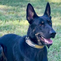 Shade - German Shepherd
