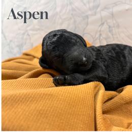 Aspen - Black male Poodle puppy in Beaumont, Texas from Lingo Standard Poodles