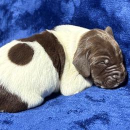 Male 3 - White and liver male German Shorthaired Pointer puppy in Equinunk, Pennsylvania from AHHA Kennels
