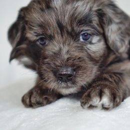 Aussiedoodle, Golden Aussiedoodle, and Goldendoodle Puppies from Miami Mini Doodles