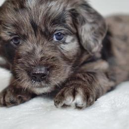 Aussiedoodle, Golden Aussiedoodle, and Goldendoodle Puppies from Miami Mini Doodles
