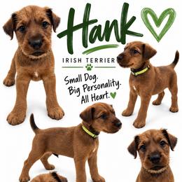 Boy 1 - Red male Irish Terrier puppy in Austin, Texas from ATX Irish Terriers