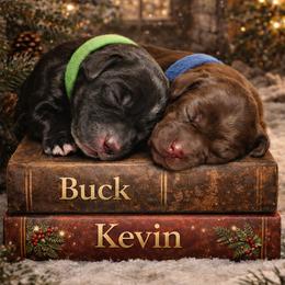 Double Doodle Puppies from Rock Creek Doodles