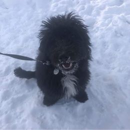 Aussiedoodle and Bernedoodle All Grown Up from Imels Doodles