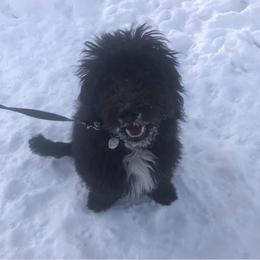 Aussiedoodle and Bernedoodle All Grown Up from Imels Doodles