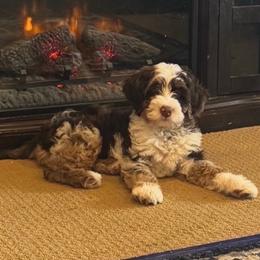 Bernedoodle puppies from Adored Poodle & Doodles