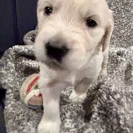 Golden Retriever Puppies from Oakland County Goldens