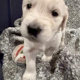 Golden Retriever Puppies from Oakland County Goldens