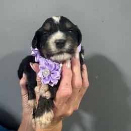 Purple - Tri-color male Bernedoodle puppy in Petersburg, Michigan from Brittany’s Mini Bernedoodles