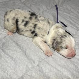 Purple - Blue merle female Australian Shepherd puppy in Carson City, Nevada from Miska’s Australian Shepherds
