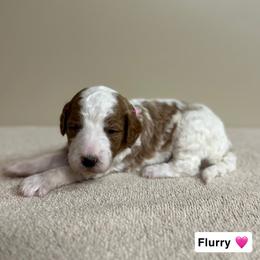 Flurry - Parti female Goldendoodle puppy in Crothersville, Indiana from Wischmeier’s Doodles