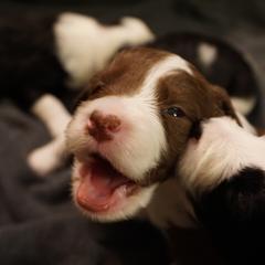 Bordoodle Puppies from Painted Dog Hill