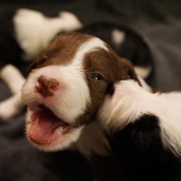 Bordoodle Puppies from Painted Dog Hill