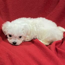 Luna - White female Maltese puppy in Sulphur Springs, Texas from Johnny's Pets