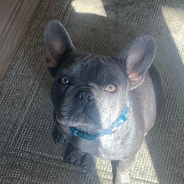 French Bulldogs from Savage Frenchies Ut