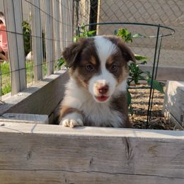 Australian Shepherd Puppies from NK Ranch Australian Shepherds