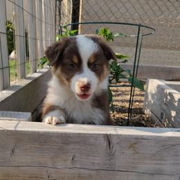 Australian Shepherd Puppies from NK Ranch Australian Shepherds