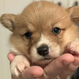 Blanche - Red female Pembroke Welsh Corgi puppy in Mount Vernon, Ohio from Rose Water Corgis in Ohio