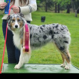 Indigo - Australian Shepherd