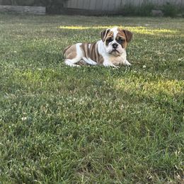 Artemis - Fawn and white female Bulldog puppy in Grants Pass, Oregon from Titan Bulldogs