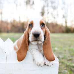 Basset Hound Puppies from K&B Farms & Bassets