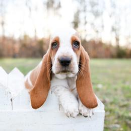 Basset Hound Puppies from K&B Farms & Bassets