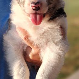 Border Collie Puppies from Bond Border Collies