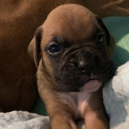 Girl 1 - Fawn Boxer puppy in Jupiter, Florida from CJM Boston and Boxer Puppies