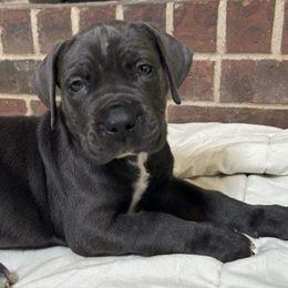 Cane Corso Puppies from Trained To Go Corso Kennels (T.T.G. Corso Kennels)