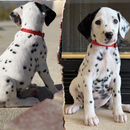 Female 3 - White and black female Dalmatian puppy in Lake Mathews, California from Bully Market