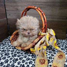 Male 2 - Liver male Shih Tzu puppy in Meadows Of Dan, Virginia from Walt’s Shih Tzus