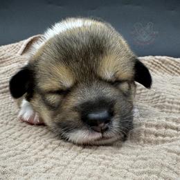 Rowan - Sable male Pembroke Welsh Corgi puppy in Elberta, Utah from 3F Farms- Pembroke Welsh Corgis and Irish Wolfhounds