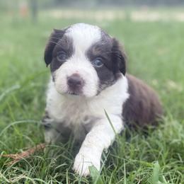 Virginia - Red tri female Miniature Australian Shepherd puppy in Granbury, Texas from Jubilee Acres