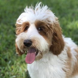 Macie Mae - Australian Labradoodle